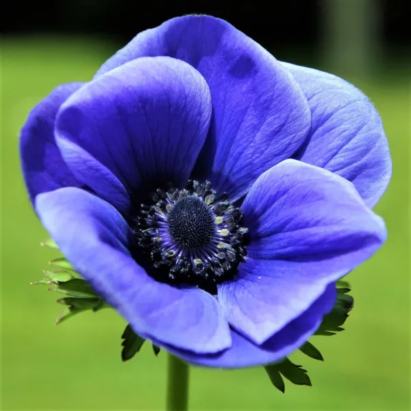 The Blue Flower of German Romanticism