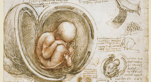Leonardo's drawings of human anatomy