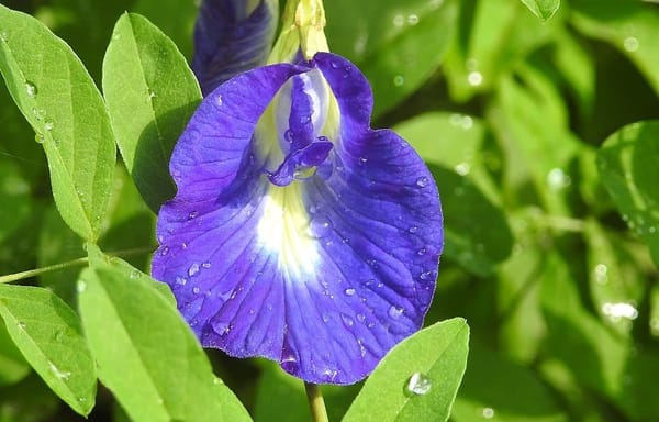 The Blue Flower of German Romanticism